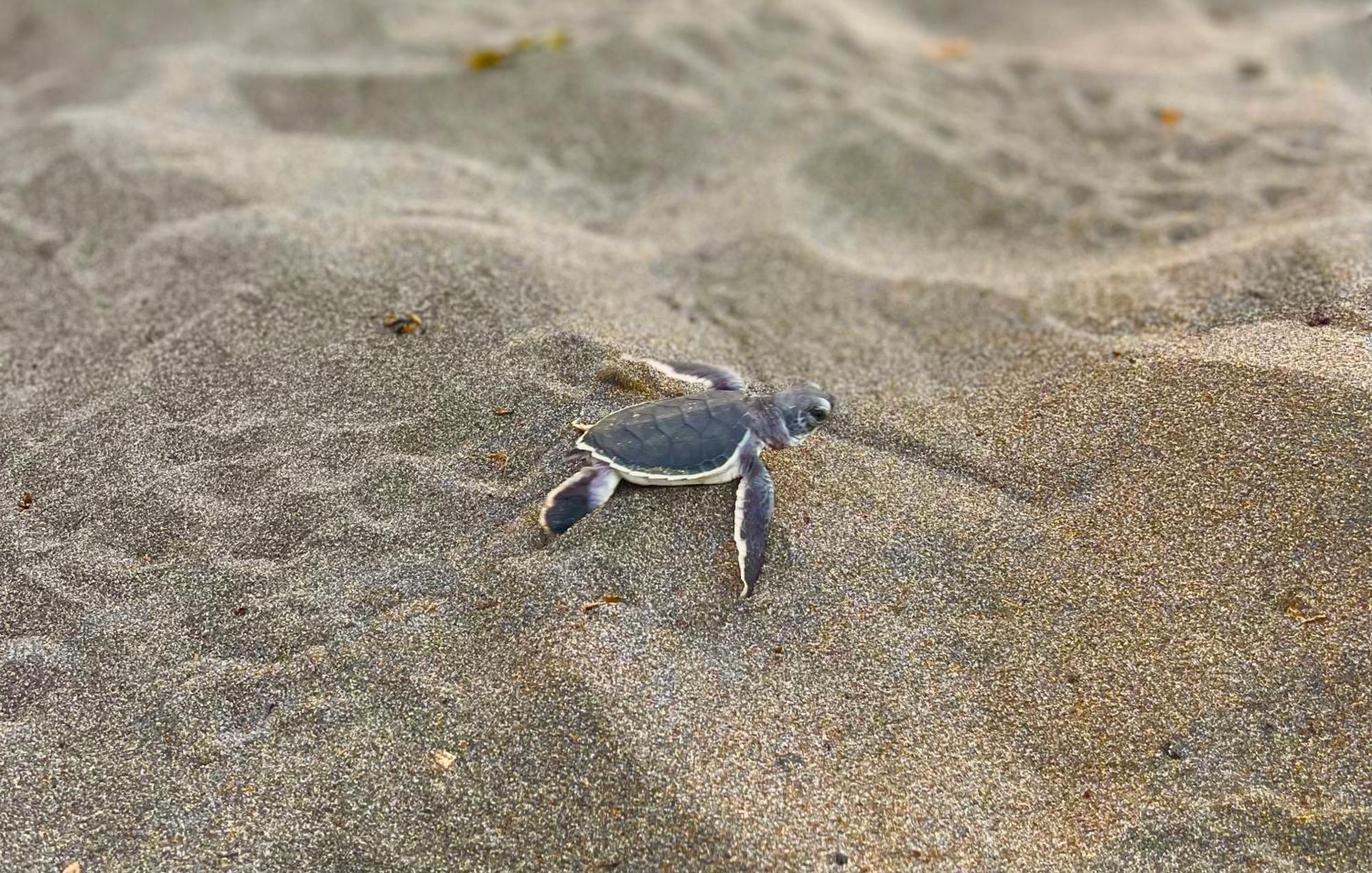 Carey Lodging Tortuguero Luaran gambar