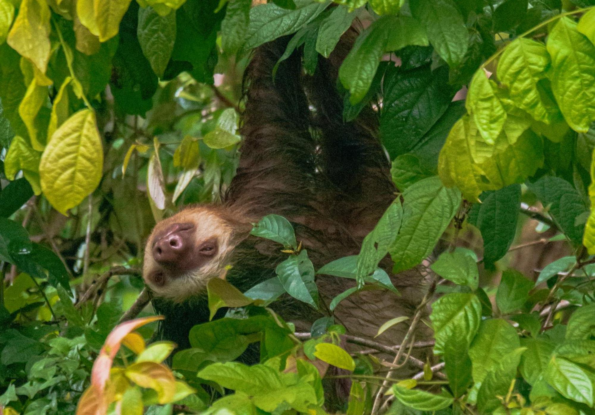 Carey Lodging Tortuguero Luaran gambar