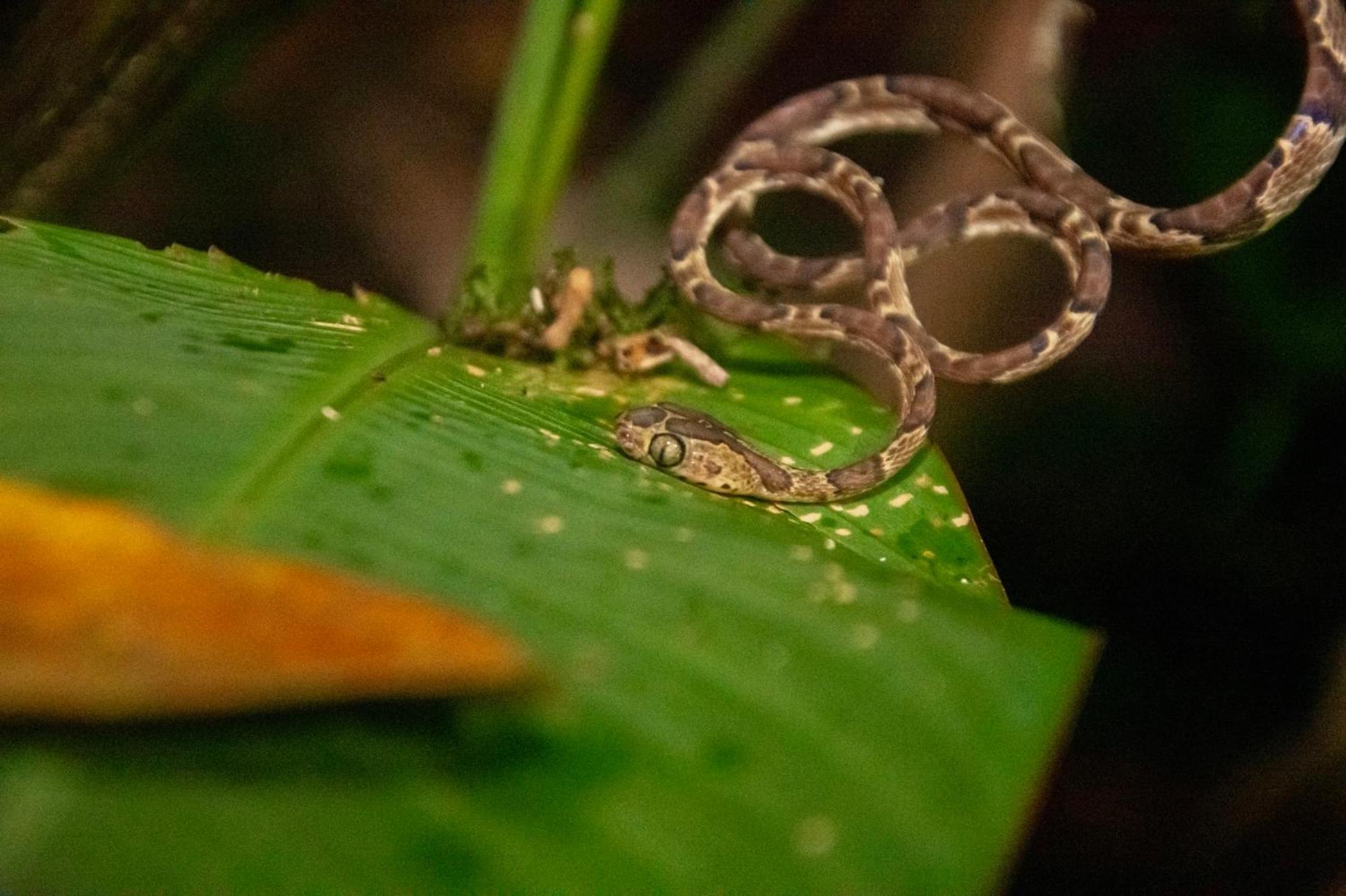 Carey Lodging Tortuguero Luaran gambar
