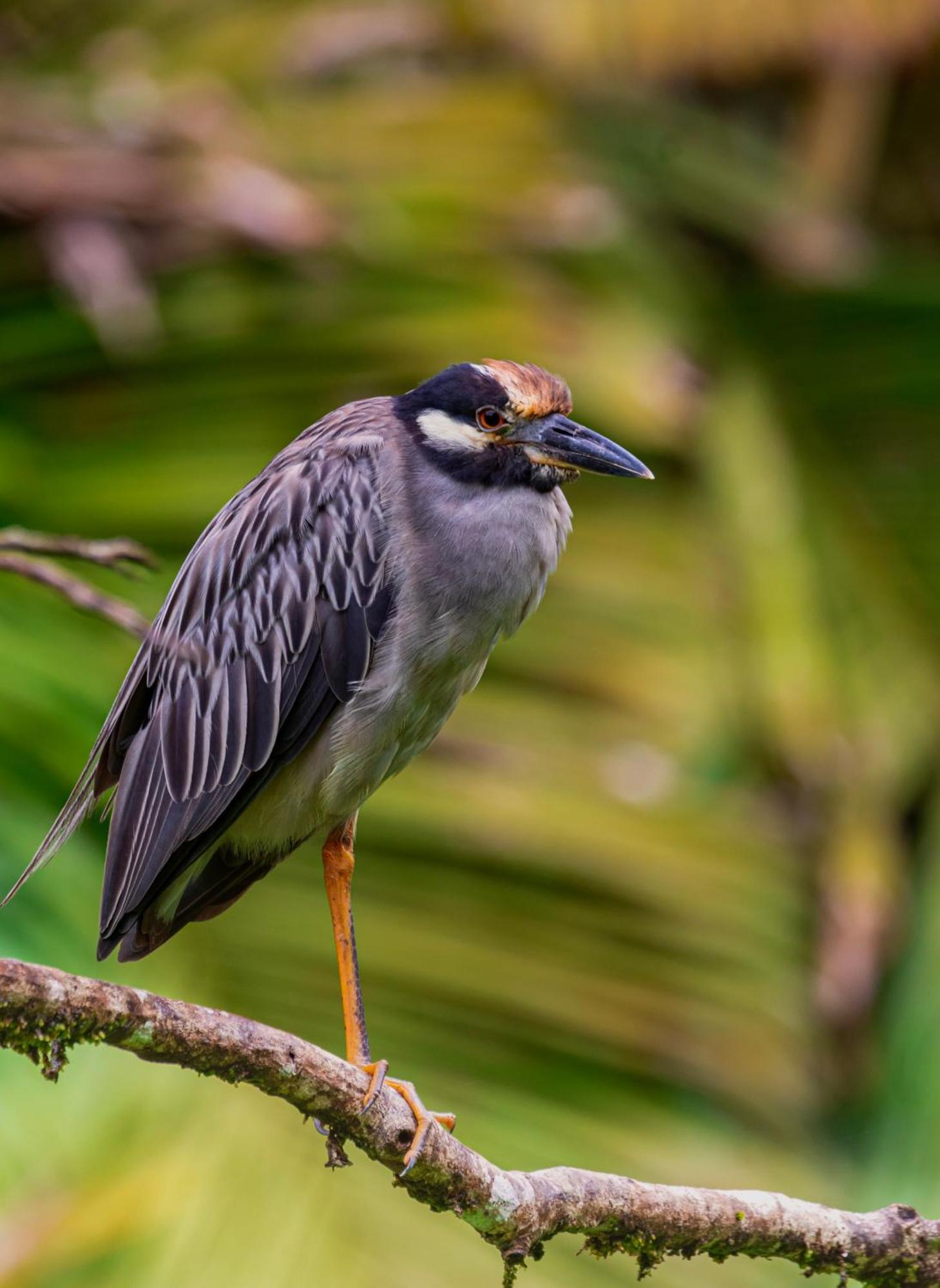 Carey Lodging Tortuguero Luaran gambar