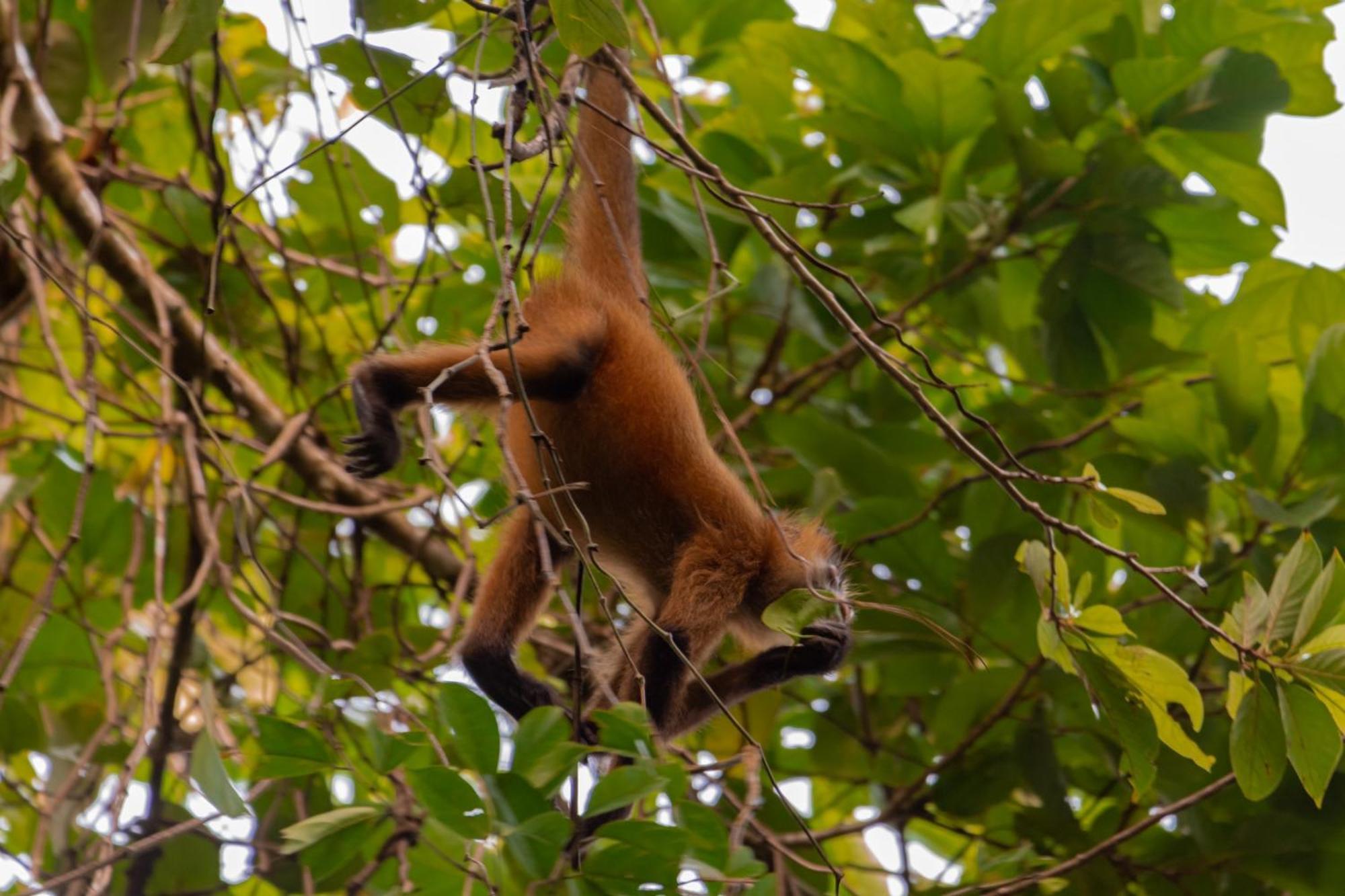Carey Lodging Tortuguero Luaran gambar